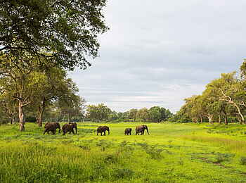 Time + Tide Luwi: Elefantenfamilie auf der Lichtung