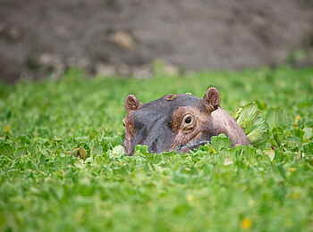 Time + Tide Luwi: Nilpferd auf Schleichfahrt