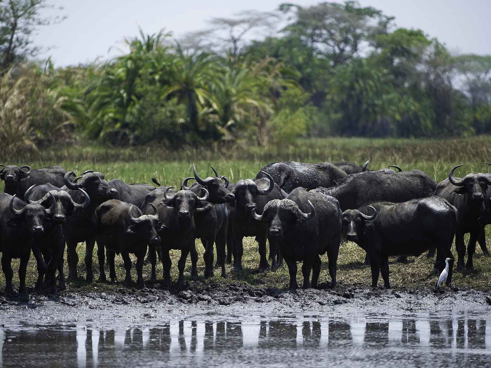 Busanga Bush Camp: Büffel am Wasser Busanga Bush Camp: Büffel am Wasser