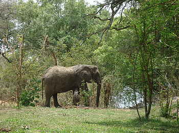 Chundukwa River Lodge: Elefantenkuh mit Kind Chundukwa River Lodge: Elefantenkuh mit Kind