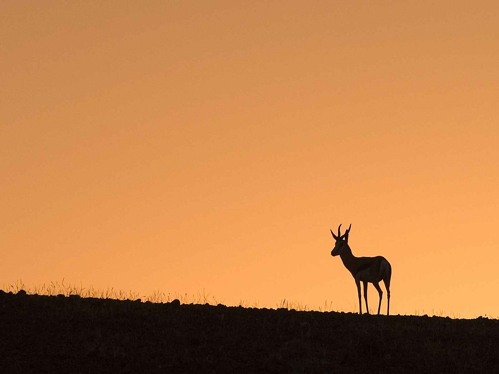 Damaraland Camp: Springbocksilhouette Damaraland Camp: Springbocksilhouette