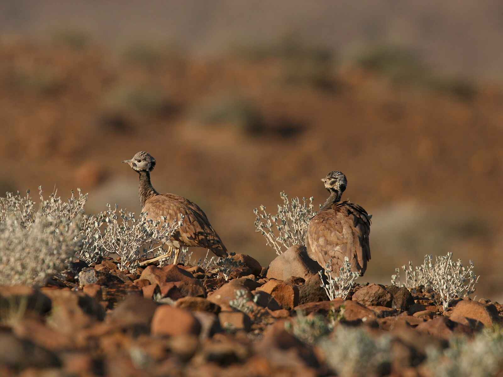 Doro Nawas: Rüppeltrappen Doro Nawas: Rüppeltrappen