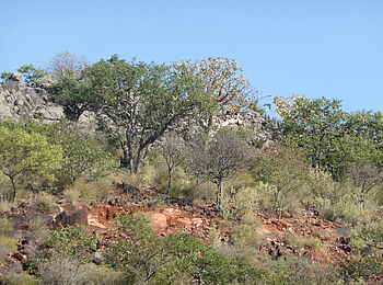 Fort Sesfontein: Die trockene Region wartet trotzdem mit Pflanzen auf