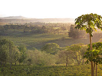Gibbs Farm: Landschaftsbild