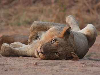 Island Bush Camp: Ruhende Löwin Island Bush Camp: Ruhende Löwin