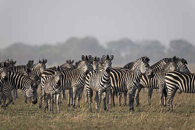 King Lewanika Lodge: Zebras King Lewanika Lodge: Zebras