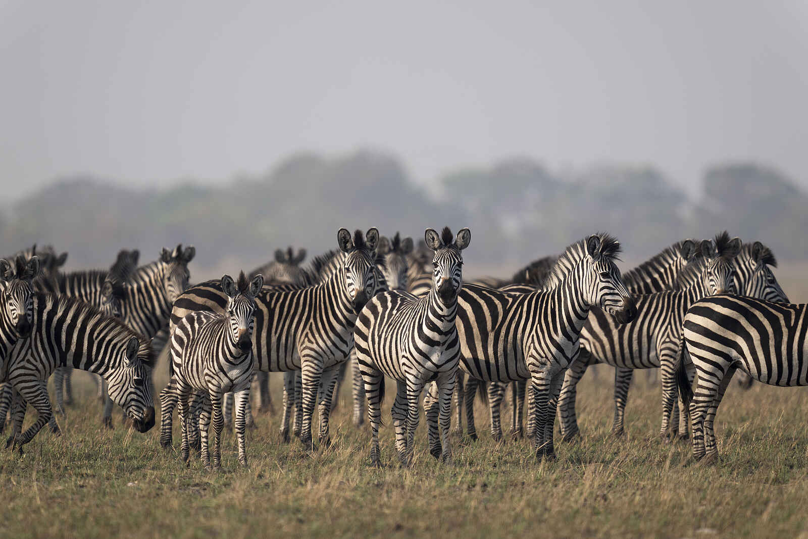 King Lewanika Lodge: Zebras King Lewanika Lodge: Zebras