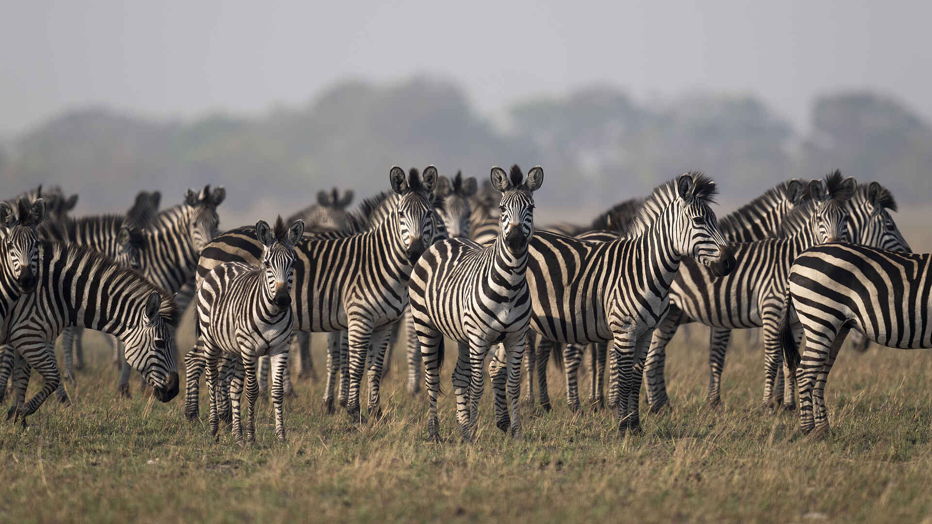 King Lewanika Lodge: Zebras
