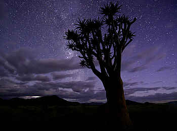 Kulala Desert Lodge: Köcherbaum unter südlichen Sternen