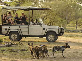 Lake Manze Camp: Wildhunde in Sicht Lake Manze Camp: Wildhunde in Sicht