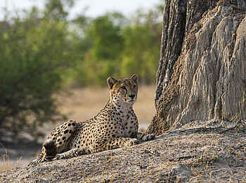 Linkwasha Camp: Gepard