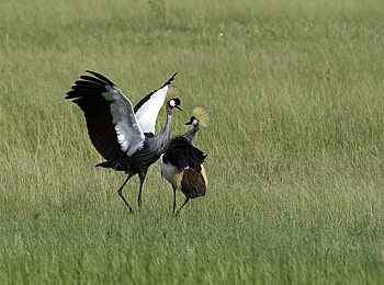 Little Makalolo Camp: Tanzende Kronenkraniche Little Makalolo Camp: Tanzende Kronenkraniche