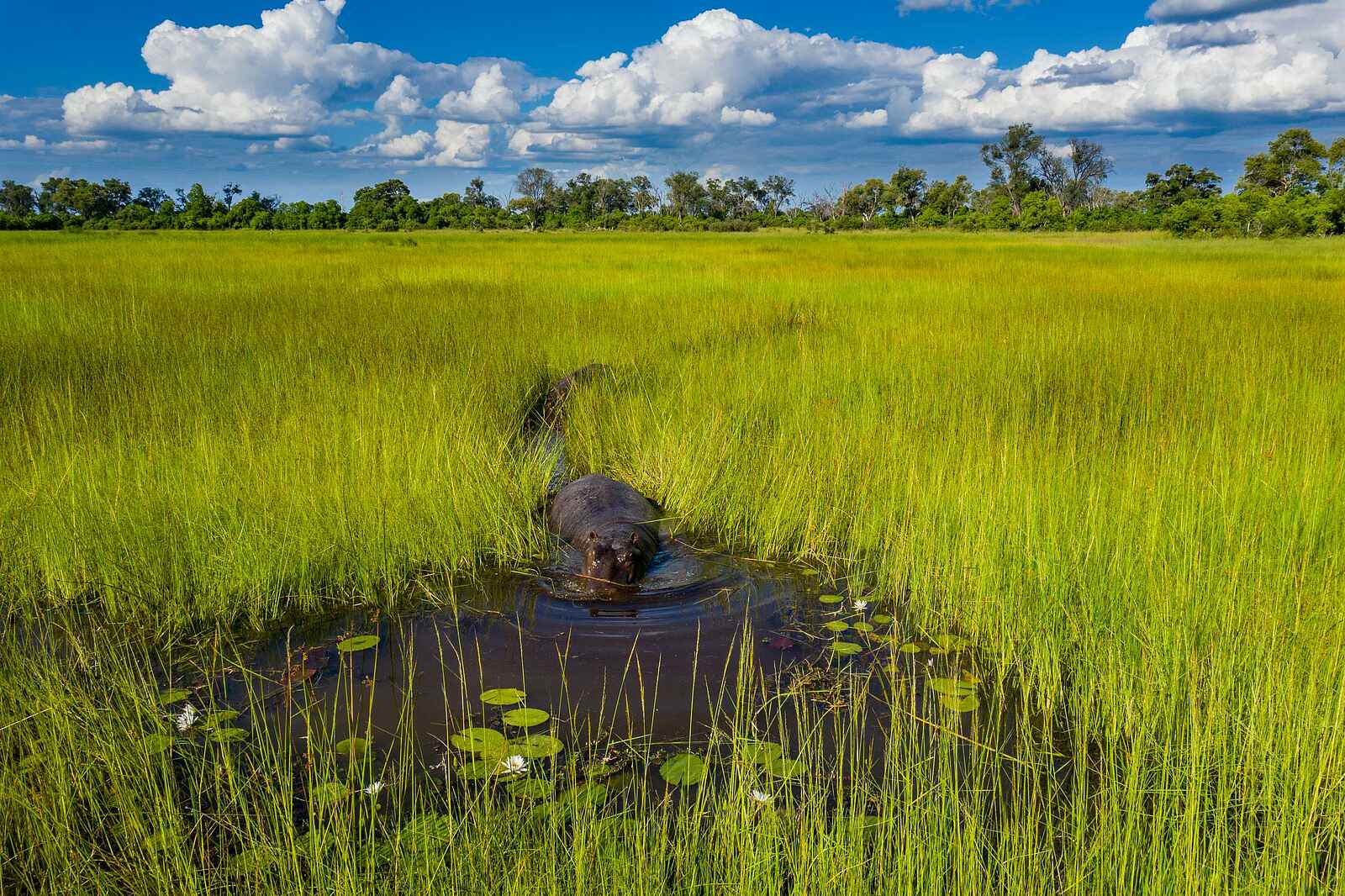 Little Sable Camp: Flusspferd im Delta Little Sable Camp: Flusspferd im Delta