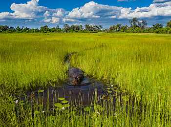 Little Sable Camp: Flusspferd im Delta Little Sable Camp: Flusspferd im Delta