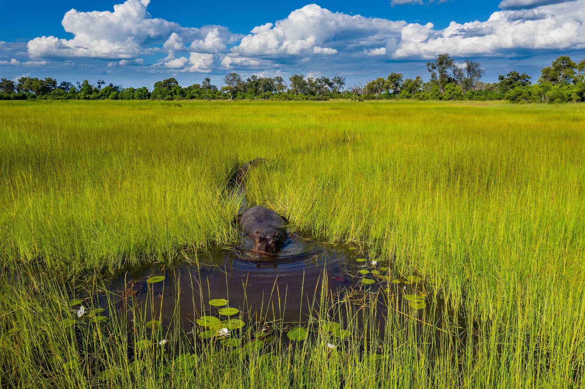Little Sable Camp: Flusspferd im Delta