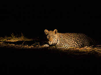 Machaba Camp: Leopard im Scheinwerferlicht
