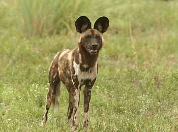 Machaba Camp: Wildhund Machaba Camp: Wildhund