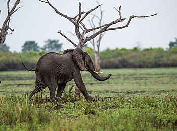 Roho ya Selous Camp: Elefant Roho ya Selous Camp: Elefant