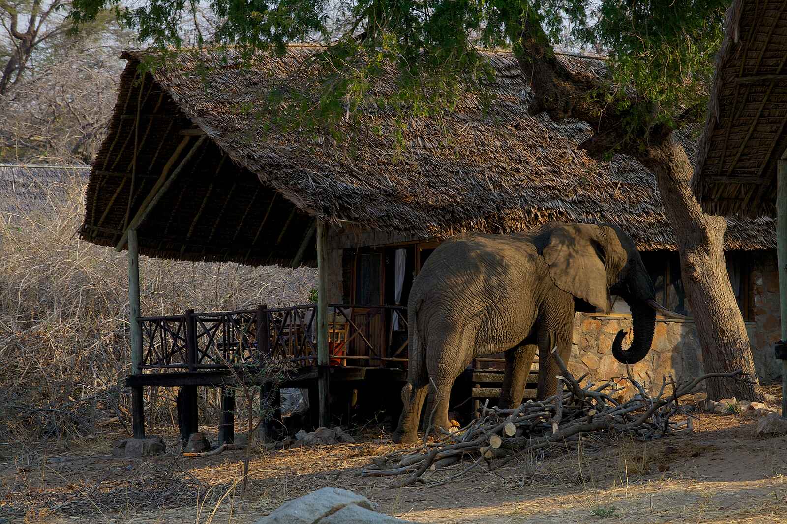 Ruaha River Lodge: Elefant bei einer Gästehütte Ruaha River Lodge: Elefant bei einer Gästehütte