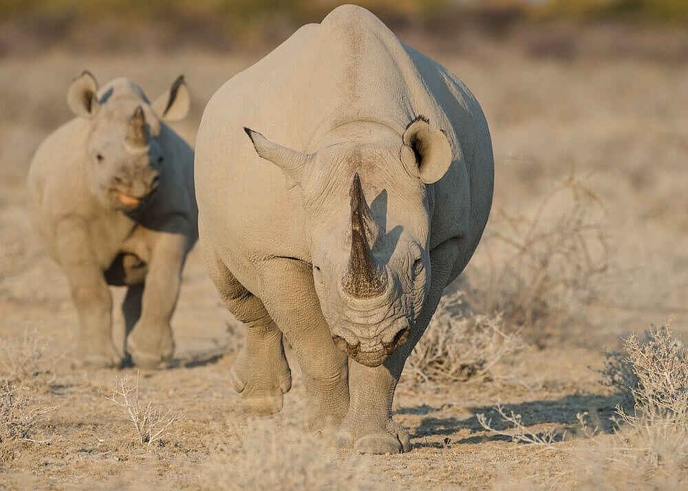 Safarihoek Lodge: Spitzmaulnashorn mit Baby