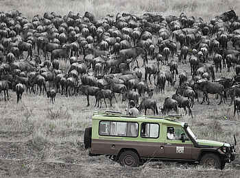 Sala's Camp: Gnu-Herde Sala's Camp: Gnu-Herde