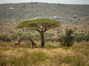 Soroi Leopards Lair Cottages: Giraffen unter einer Akazie