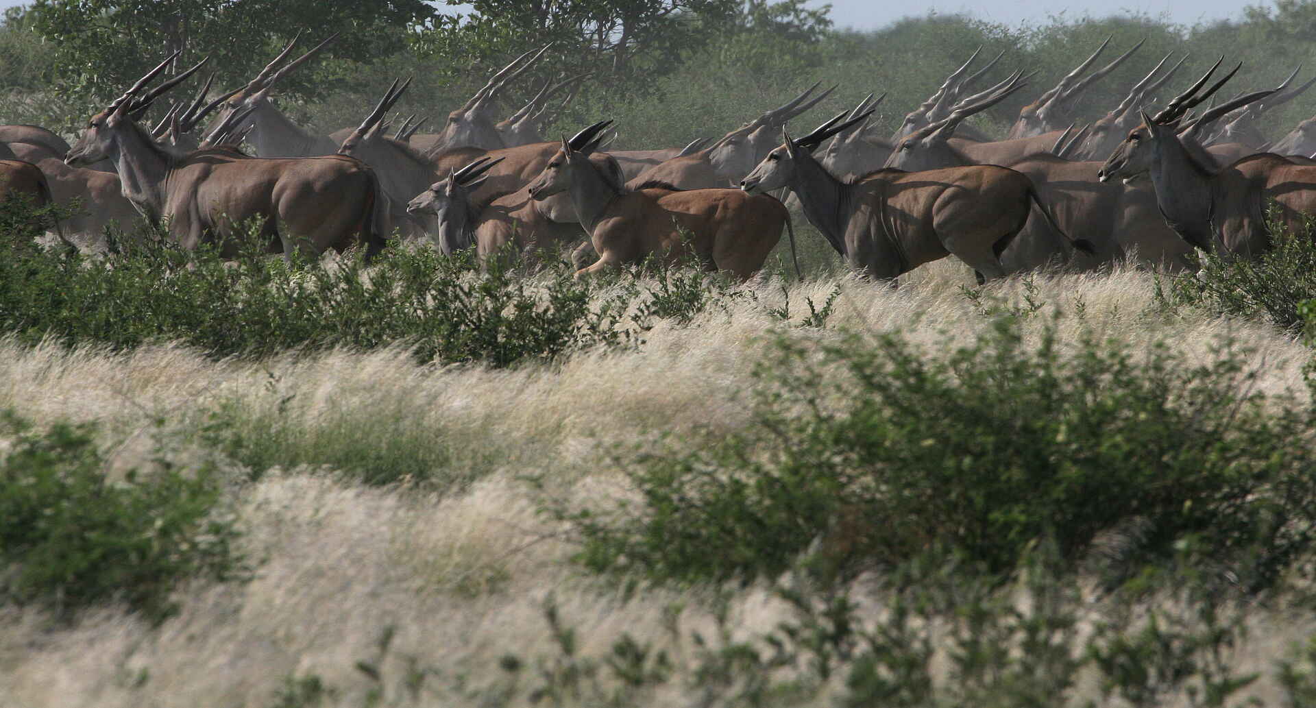 Tau Pan Camp: Elenantilopen