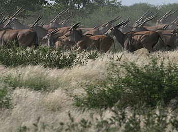 Tau Pan Camp: Elenantilopen