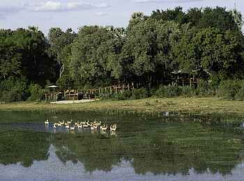 Tubu Tree: Rote Moorantilopen vor dem Camp Tubu Tree: Rote Moorantilopen vor dem Camp
