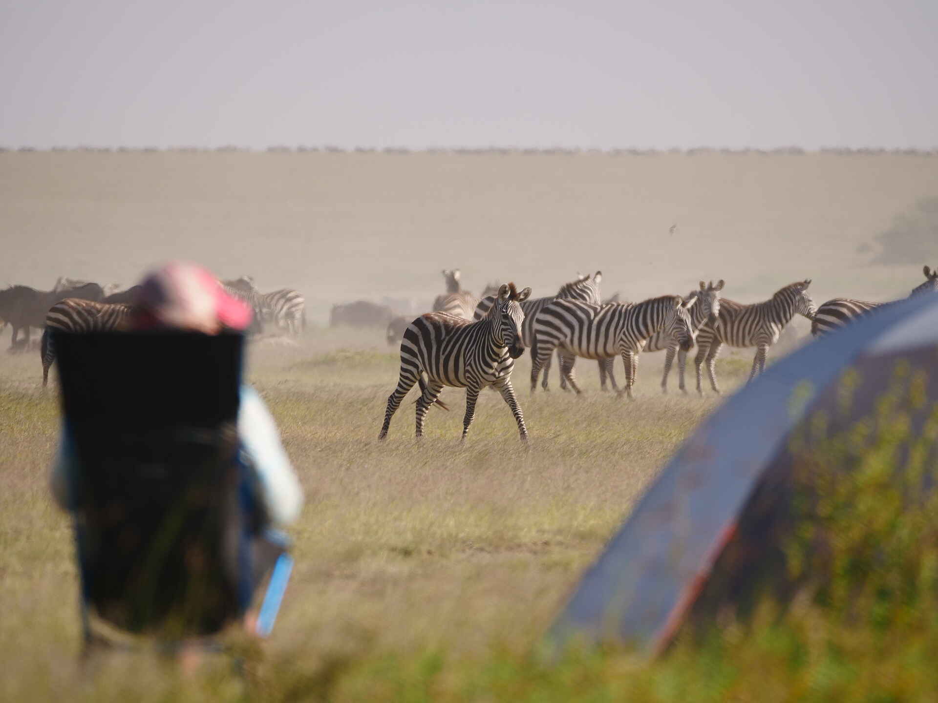 Wayo Walking Camp: Zebras am Camp
