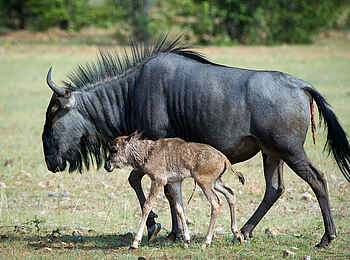 Wilderness Etosha Camp: Gnu-Mutter Mit Kalb