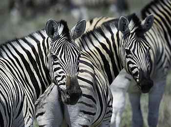 Anderssons at Ongava: Schöne Zebras Anderssons at Ongava: Schöne Zebras