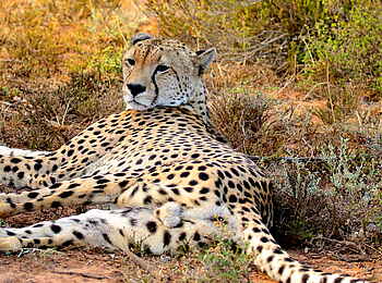 Founders Lodge by Mantis: Ruhender Gepard Founders Lodge by Mantis: Ruhender Gepard