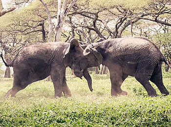 Legendary Mwiba Lodge: Elefantenkampf Legendary Mwiba Lodge: Elefantenkampf