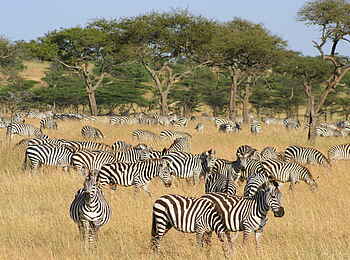 Naboisho Camp: Zebraherde