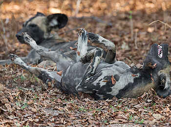 Nkonzi Bush Camp: Sich wälzender Wildhund Nkonzi Bush Camp: Sich wälzender Wildhund