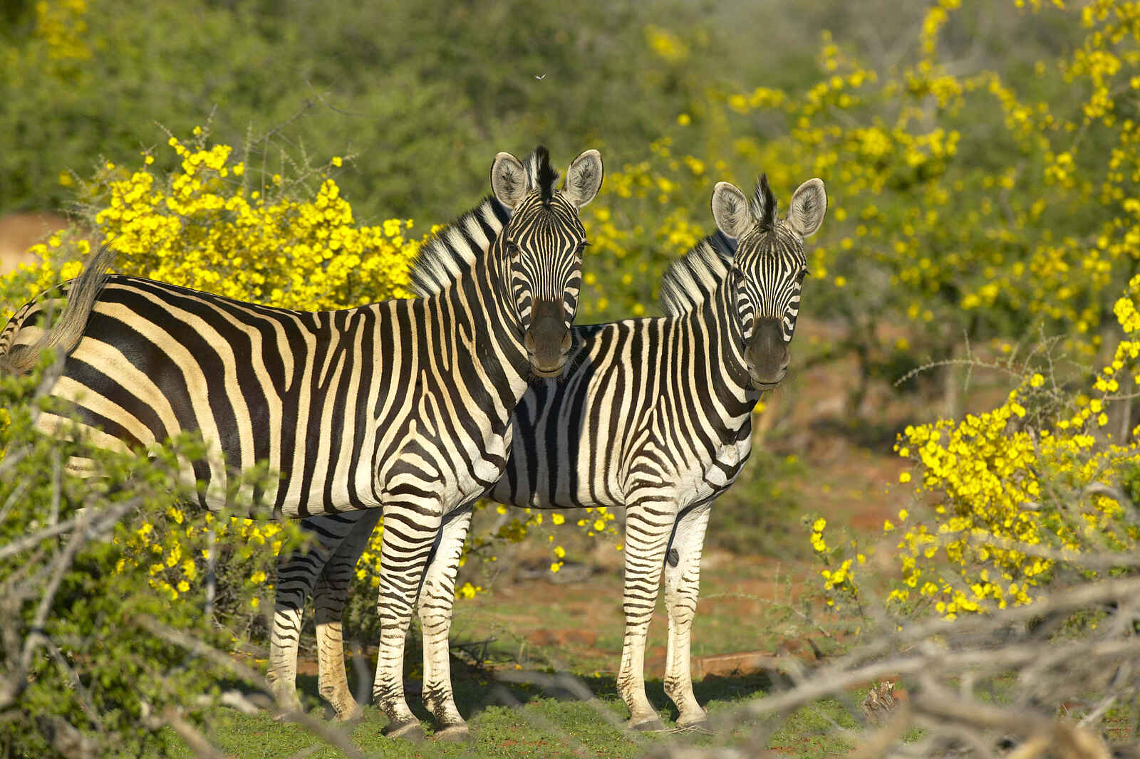 Tuli Safari Lodge Mashatu: Burchell-Zebras Tuli Safari Lodge Mashatu: Burchell-Zebras