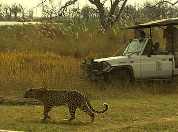 Camp Moremi: Leopard auf der Pirsch Camp Moremi: Leopard auf der Pirsch