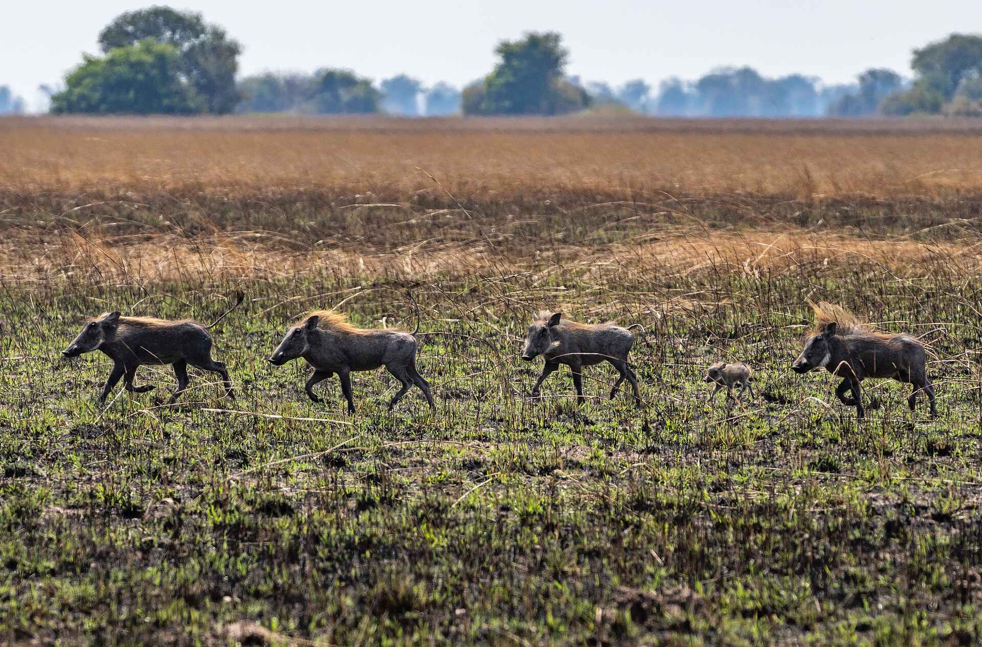 Chisa Busanga Camp: Warzenschweinfamilie 