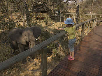 Chitabe Lediba: Ein Kind trifft im Camp auf einen Elefant