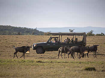 Encounter Mara Camp: Gnus