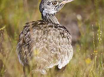 Etosha: Unauffälliger Wanderer
