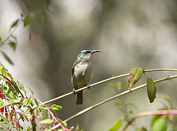 Gibbs Farm: Vogelsafari