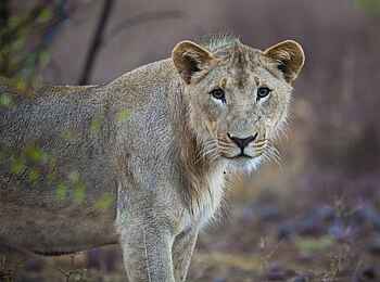 Grootberg Lodge: Löwin