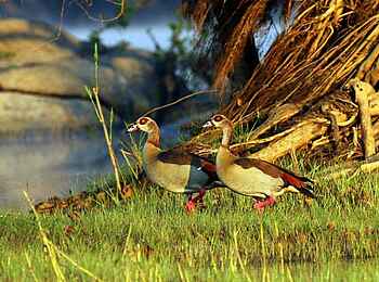 KaingU Safari Lodge: Nilgänse
