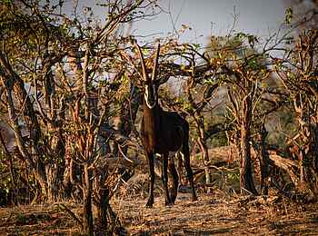 Karangoma Camp: Rappenantilope Karangoma Camp: Rappenantilope