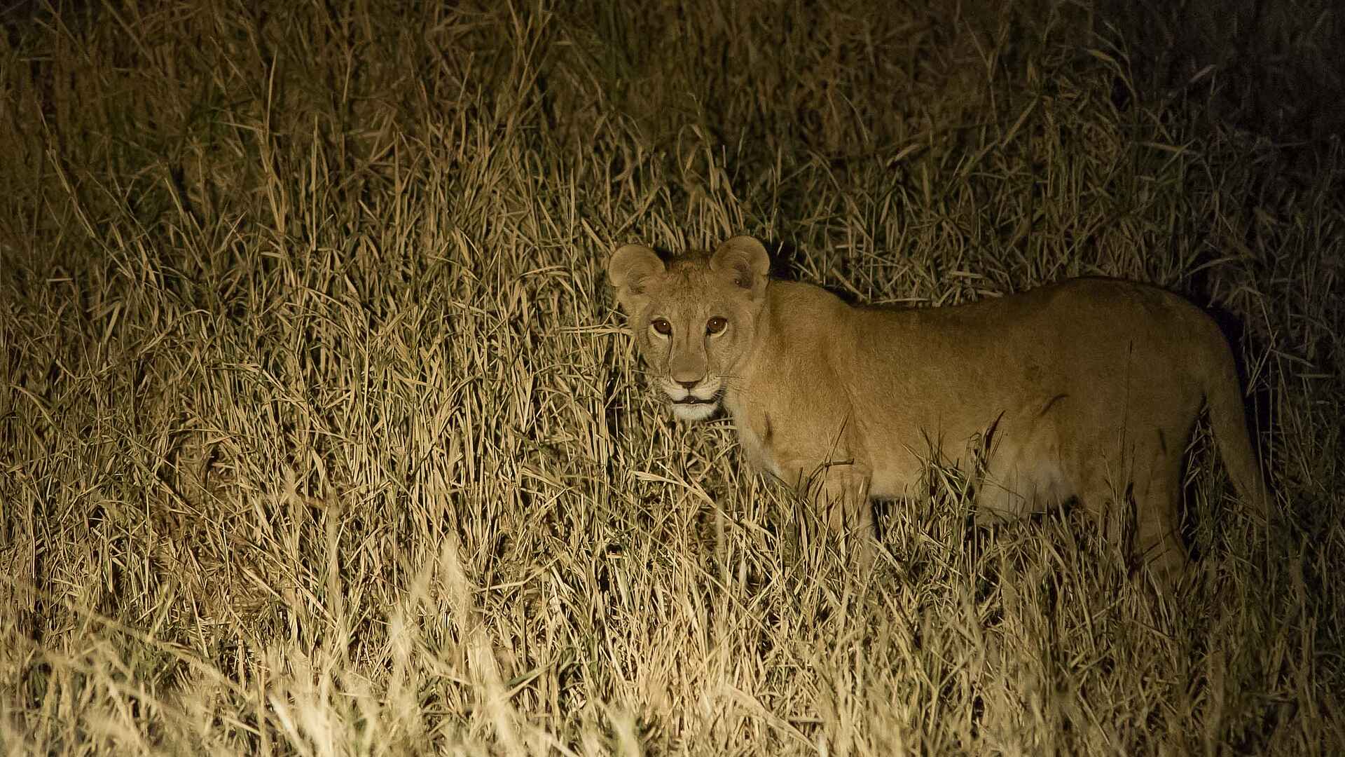Kuro Tarangire: Junger Löwe bei Nacht