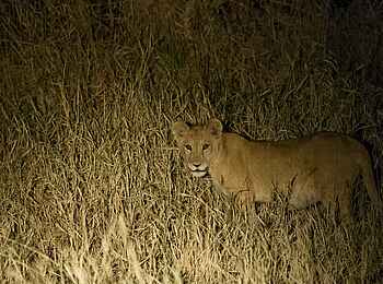 Kuro Tarangire: Junger Löwe bei Nacht Kuro Tarangire: Junger Löwe bei Nacht