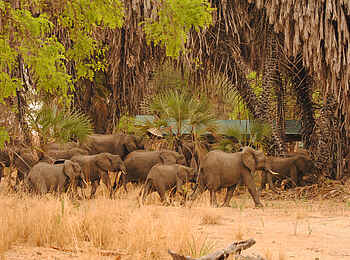 Lake Manze Camp: Elefanten ziehen durchs Camp Lake Manze Camp: Elefanten ziehen durchs Camp