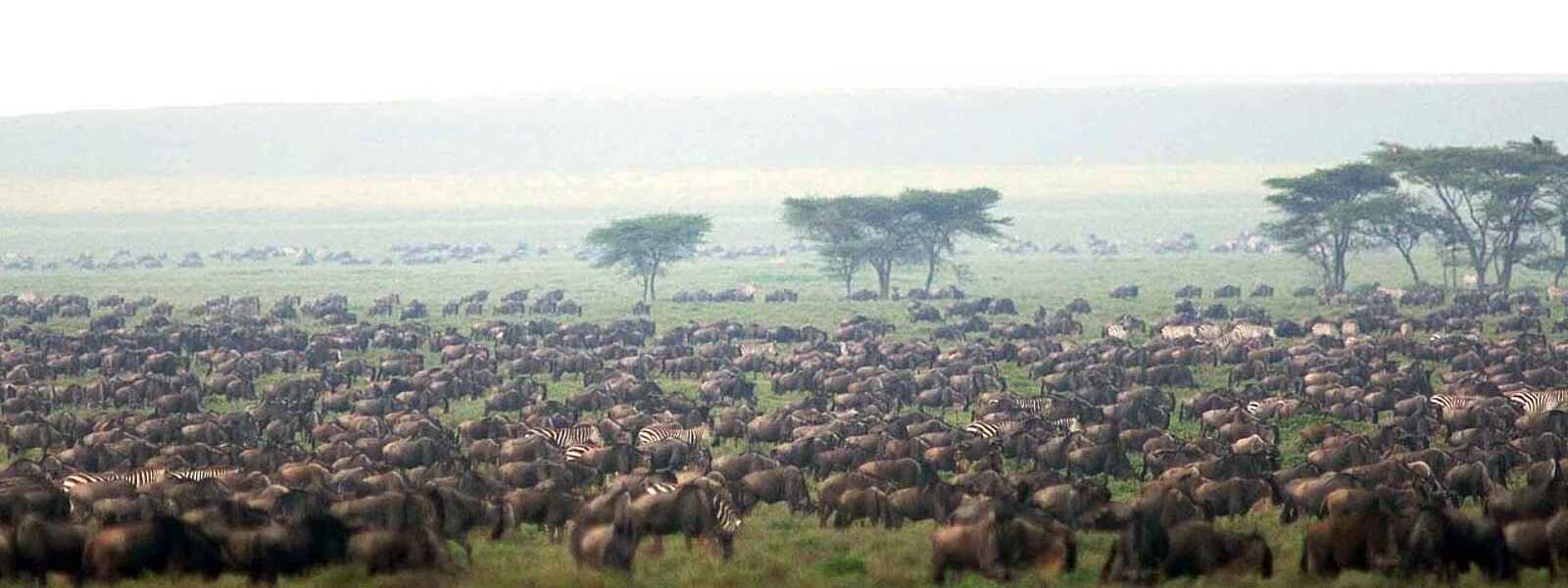 Lamai Serengeti: Gnuherde Lamai Serengeti: Gnuherde
